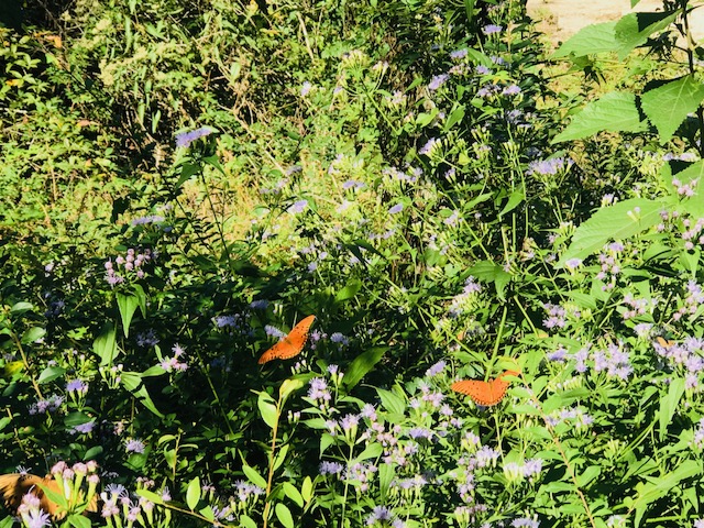 butterflies